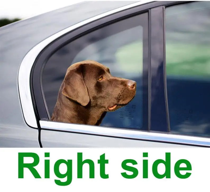 2021 chocolate lab window sticker , 3D sticker, funny sticker, chocolate lab decal
2021 chocolate lab window sticker , 3D sticker, funny sticker, chocolate lab decal