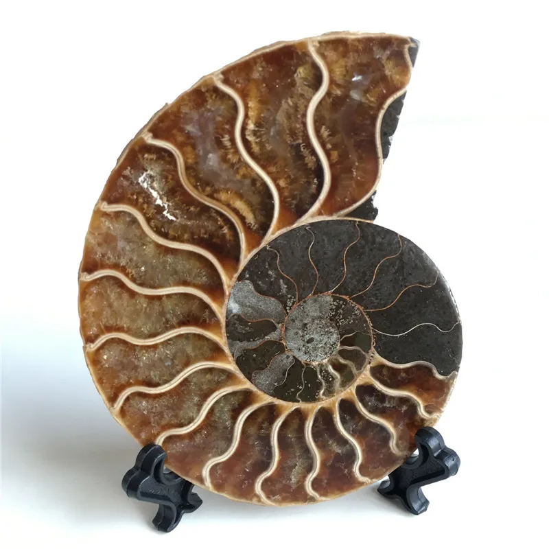 Rare madagascar fossils iridescent ammonite natural stones and minerals specimen+stand
Rare madagascar fossils iridescent ammonite natural stones and minerals specimen+stand
