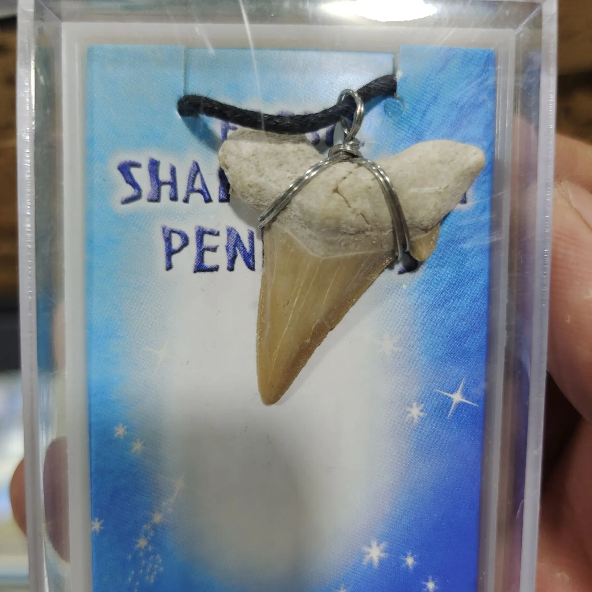 1pcs Natural animal fossil shark tooth fossil mineral specimen as a gift, decorative pendant
1pcs Natural animal fossil shark tooth fossil mineral specimen as a gift, decorative pendant