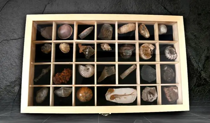Natural 28 kinds of ancient fossil stone specimen box snail fossil animal fossil
Natural 28 kinds of ancient fossil stone specimen box snail fossil animal fossil