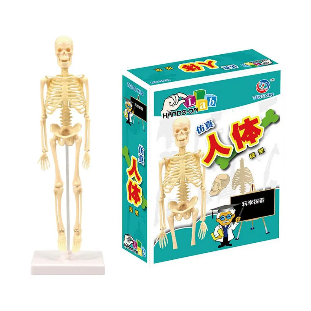Kids Educational Skeleton Model Props Mini Human Skeleton Model Human Body Model With Movable Arms And Legs Kids Puzzle Skeleton
Kids Educational Skeleton Model Props Mini Human Skeleton Model Human Body Model With Movable Arms And Legs Kids Puzzle Skeleton