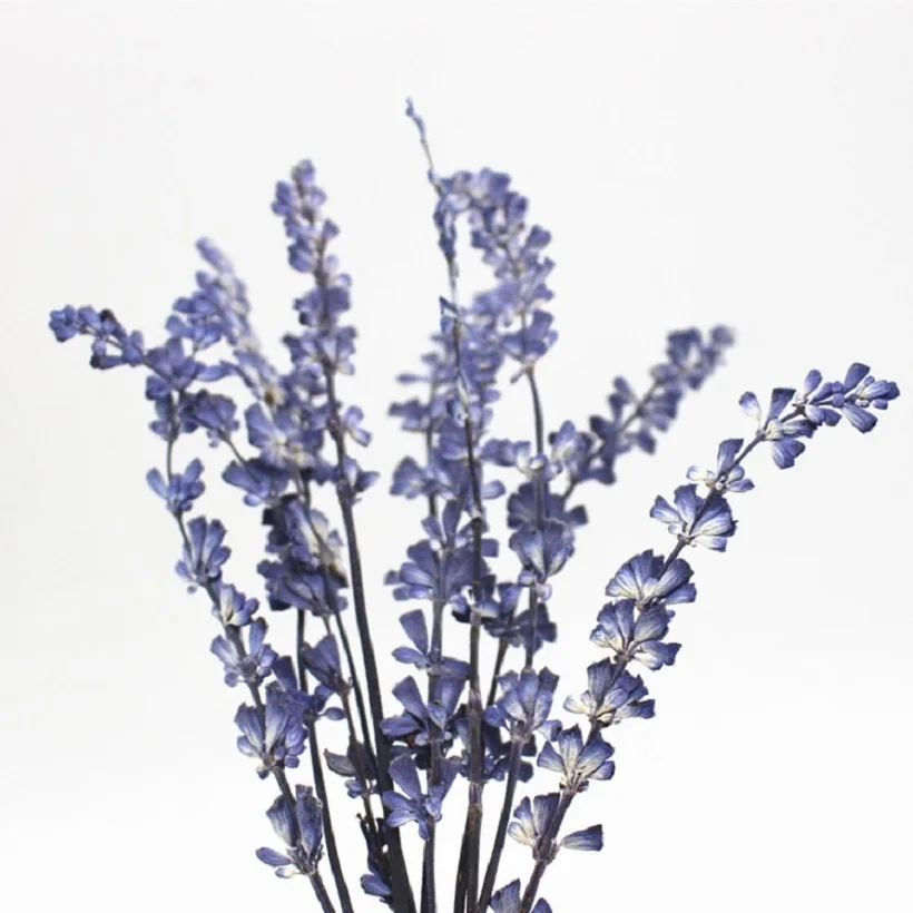 120pcs Dried Pressed Lavender Flowers Plant Herbarium For Jewelry Photo Frame Scrapbooking Craft Making Accessories
120pcs Dried Pressed Lavender Flowers Plant Herbarium For Jewelry Photo Frame Scrapbooking Craft Making Accessories