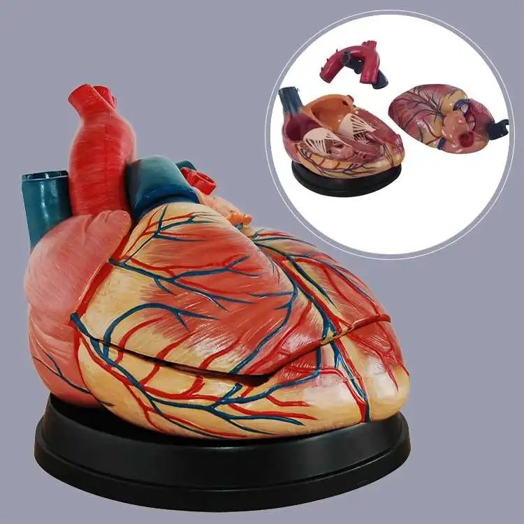Heart model heart anatomy model large heart vascular arteriovenous organ structure teaching model medicine
Heart model heart anatomy model large heart vascular arteriovenous organ structure teaching model medicine