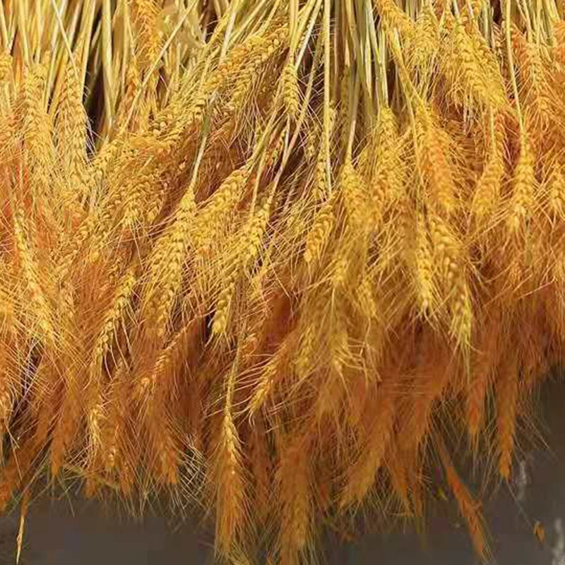 100pcs Dried Wheats Bunch Symbolize the Prosperity New Life Living Room Garden Wedding Hotel Decoration GHS99
100pcs Dried Wheats Bunch Symbolize the Prosperity New Life Living Room Garden Wedding Hotel Decoration GHS99