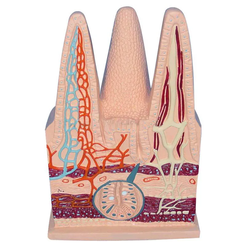 Intestinal Villus Model Human Capillary Lymphatic Vein Anatomy Middle School Biology Teaching Instrument Medical Teaching Aids
Intestinal Villus Model Human Capillary Lymphatic Vein Anatomy Middle School Biology Teaching Instrument Medical Teaching Aids