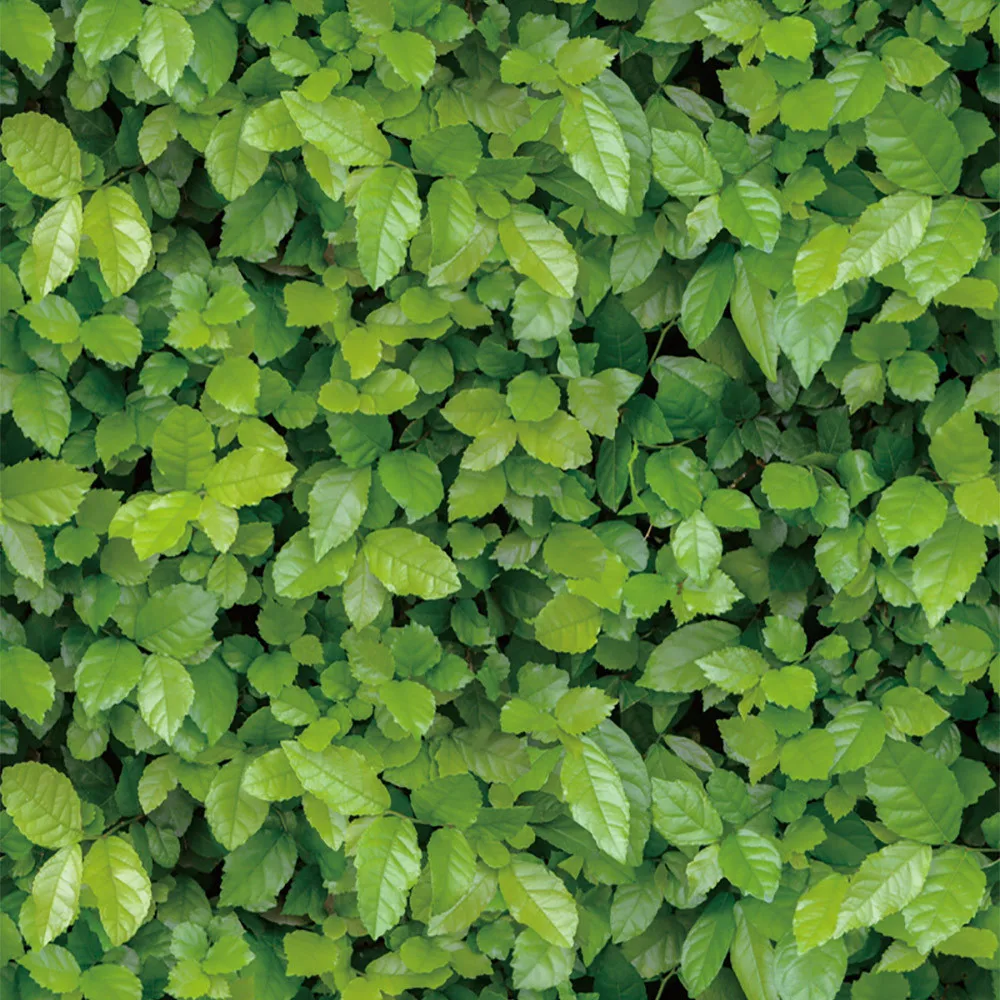 # 3d Leaves Printed Wallpaper Green Plants Full Of Lives Effect Self-adhesive Wall Sticker Wallpapers Home Decor 45 * 100cm
# 3d Leaves Printed Wallpaper Green Plants Full Of Lives Effect Self-adhesive Wall Sticker Wallpapers Home Decor 45 * 100cm