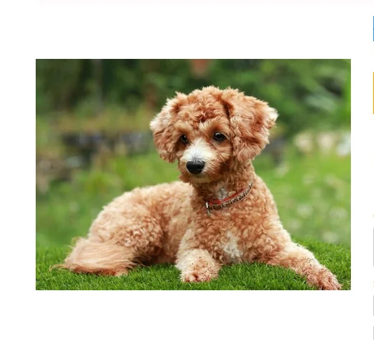 Diamond Painting Diy 5D Acrylic Lovely Fur Teddy Dog Pattern Background Living Room Furniture Wall Decorative Art
Diamond Painting Diy 5D Acrylic Lovely Fur Teddy Dog Pattern Background Living Room Furniture Wall Decorative Art