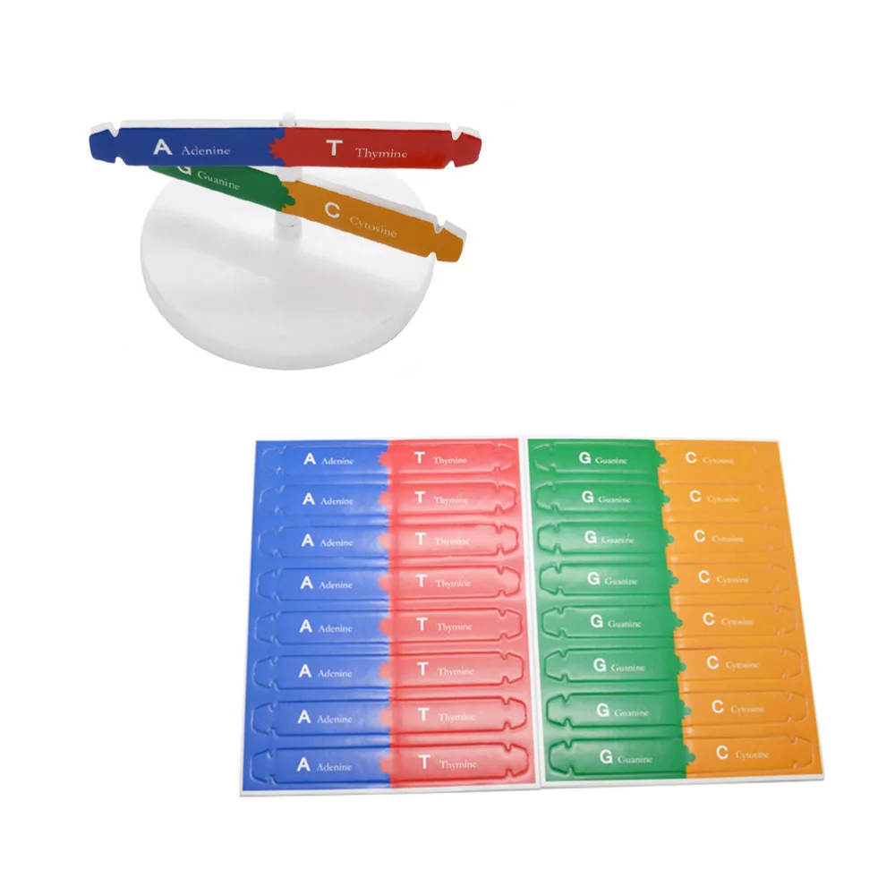 Self Assembling DNA Display Stand Double Helix Model Human Genes Learning Biological Teaching Aid
Self Assembling DNA Display Stand Double Helix Model Human Genes Learning Biological Teaching Aid