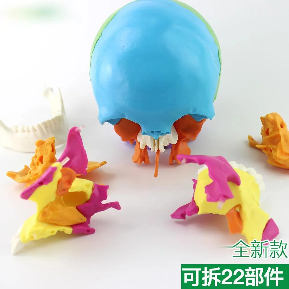 22 Parts 1:1 Life Size Medical Humans Skull Model Micro Plastic Surgery Stomatology Head Detachable with English Manual
22 Parts 1:1 Life Size Medical Humans Skull Model Micro Plastic Surgery Stomatology Head Detachable with English Manual