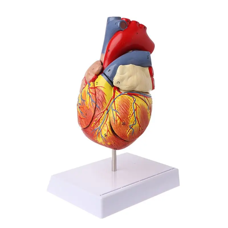 

В разобранном виде анатомическая модель сердца человека анатомии внутренних органов обучения вспомогательного средства
