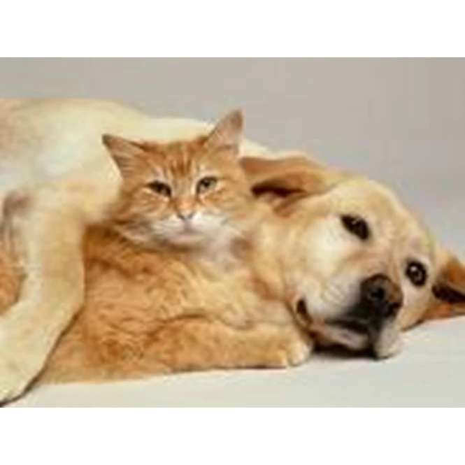 Набор для алмазной вышивки «Собака и кот на Луне»
Набор для алмазной вышивки «Собака и кот на Луне»