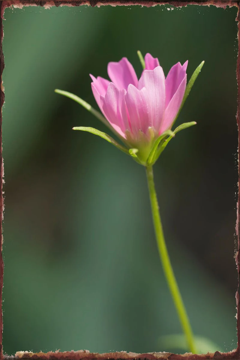Pink cosmos flower stem Retro Vintage Metal Sign Tin Sign Tin Plates Wall Decor Room Decoration For Home Club Man Cave Cafe
Pink cosmos flower stem Retro Vintage Metal Sign Tin Sign Tin Plates Wall Decor Room Decoration For Home Club Man Cave Cafe