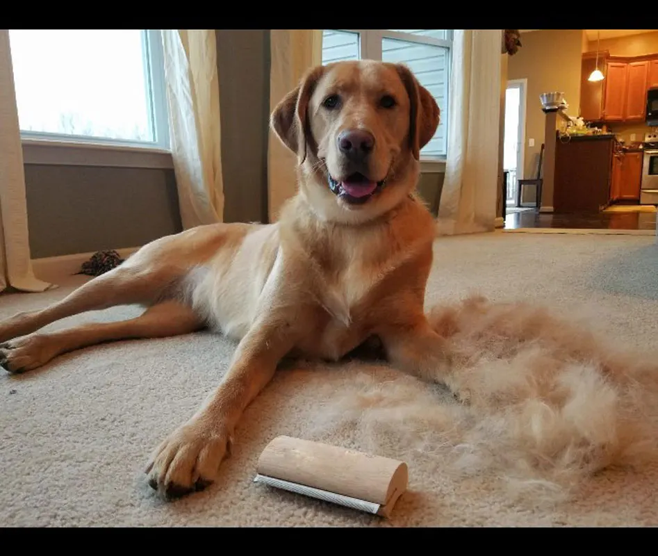 Wood Groom Brush vis LOGO Deshedding Grooming Tool, Professional Pet Wooden Groomer, Ergonomic Design Dog Comb
Wood Groom Brush vis LOGO Deshedding Grooming Tool, Professional Pet Wooden Groomer, Ergonomic Design Dog Comb