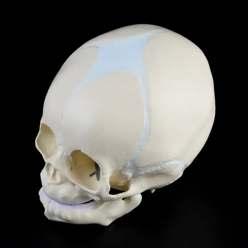 1: 1 Human Fetal Baby Infant Skull Anatomical Skeleton Model Teaching Supplies for medical Science R9JA
1: 1 Human Fetal Baby Infant Skull Anatomical Skeleton Model Teaching Supplies for medical Science R9JA