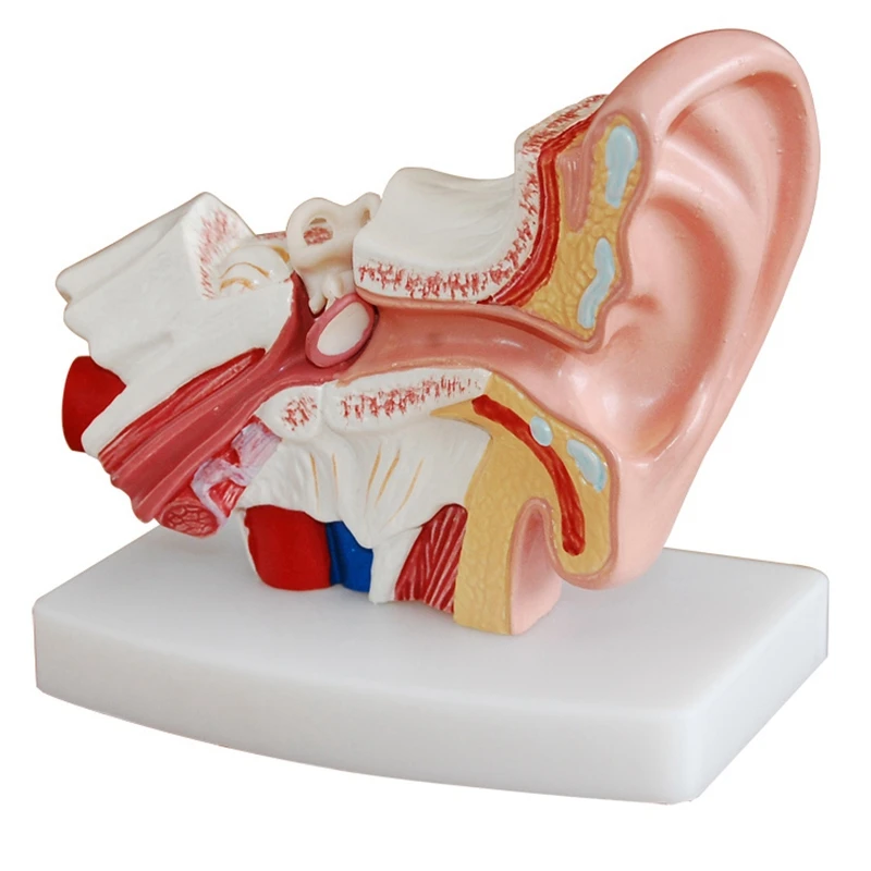 

1,5 моделей анатомии ушей человека, демонстрирующих структуру органов Центральной и внешней ушей, медицинские Обучающие принадлежности