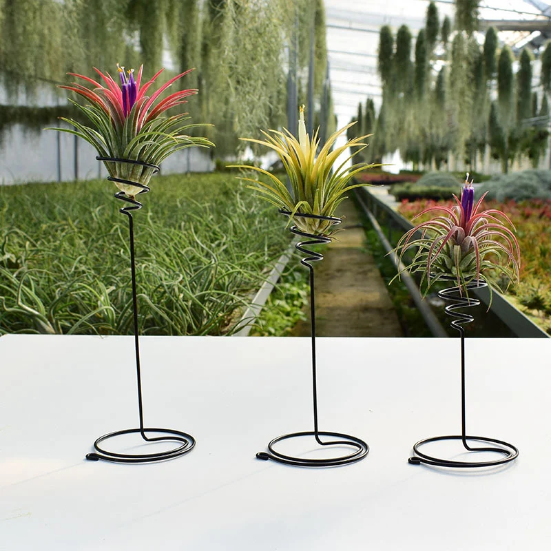 Air Plant Holder 3 Sizes Air Plants Container Iron Flower Stand Tillandsia Holder for Displaying Home Office Desktop Decoration
Air Plant Holder 3 Sizes Air Plants Container Iron Flower Stand Tillandsia Holder for Displaying Home Office Desktop Decoration