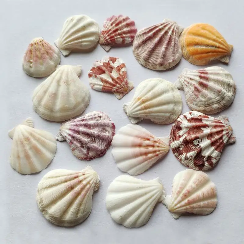 

200pcs / lot 3-4CM Colorful Natural Seashells Decorations Scallop Shells Crafts Decor Ornament Colorful shells sea star fish