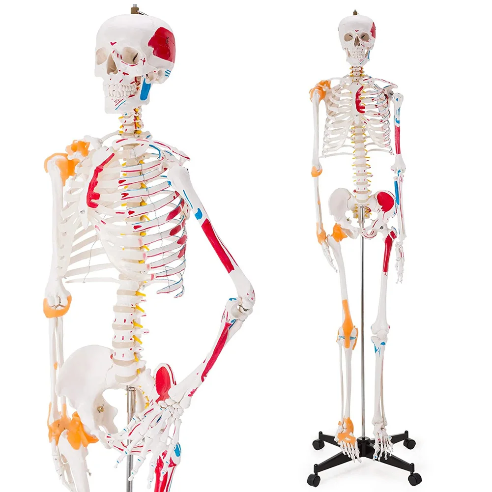 170CM Human Skeletal Model with Muscle and Ligament Skeleton Joint Ligaments Human Skeletal Anatomy Studies
170CM Human Skeletal Model with Muscle and Ligament Skeleton Joint Ligaments Human Skeletal Anatomy Studies