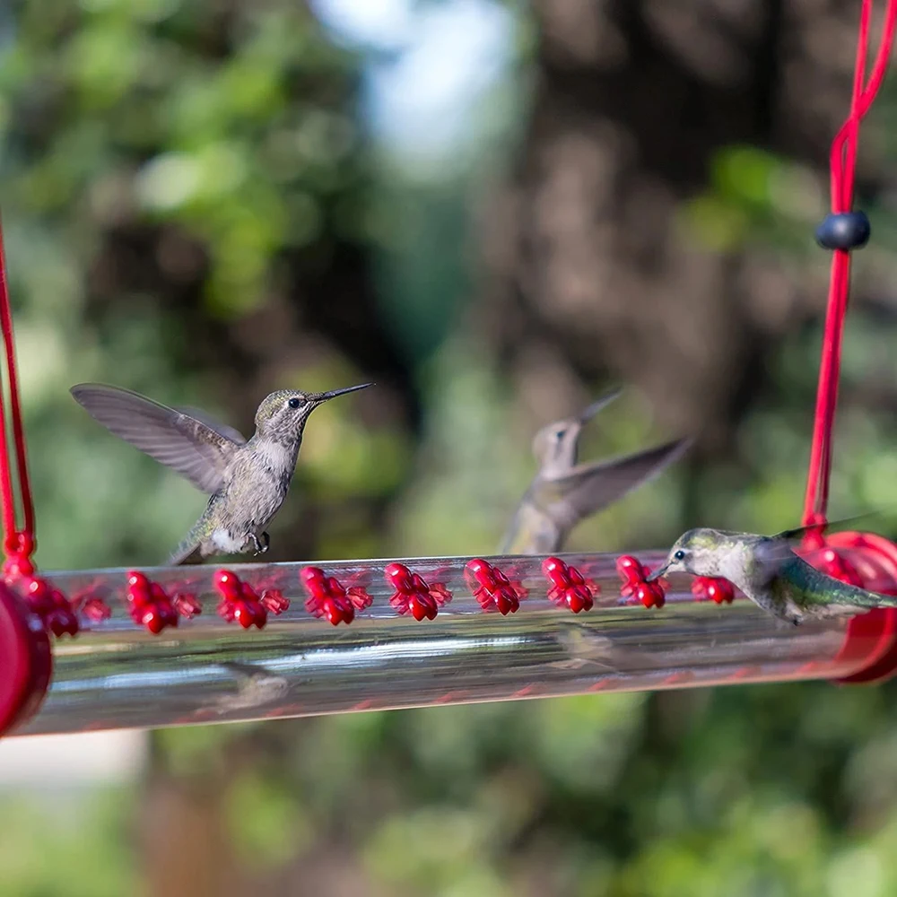The Best Birds Feeder Garden Decoration Outdoor With Bright Red Transparent Tube Easy To Clean For Outdoors Patio Garden Jardim
The Best Birds Feeder Garden Decoration Outdoor With Bright Red Transparent Tube Easy To Clean For Outdoors Patio Garden Jardim