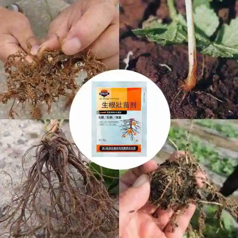 Rapid rooting powder plant growth regulator for Seedling bonsai tree cutting fungicide rooting hormones foliar fertilize
Rapid rooting powder plant growth regulator for Seedling bonsai tree cutting fungicide rooting hormones foliar fertilize