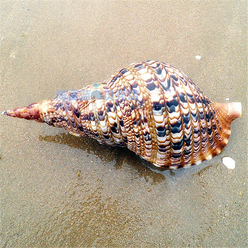 Famous Snails Phoenix Tail Snail 25-38 CM Home Fortune Gift Collection Micro-landscape Mediterranean Decoration Crafts Seashells
Famous Snails Phoenix Tail Snail 25-38 CM Home Fortune Gift Collection Micro-landscape Mediterranean Decoration Crafts Seashells