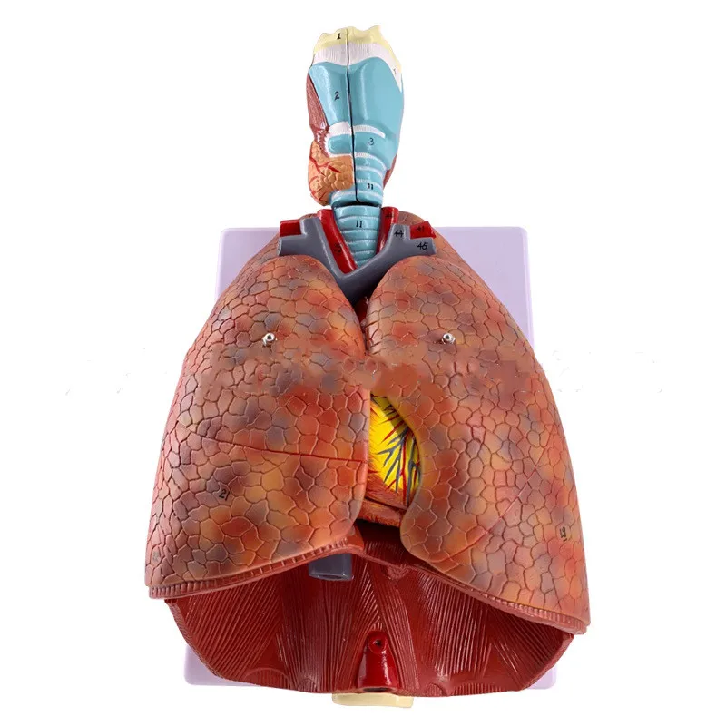 Human larynx cardiopulmonary anatomy model respiratory system model otolaryngology cardiopulmonary anatomy teaching model
Human larynx cardiopulmonary anatomy model respiratory system model otolaryngology cardiopulmonary anatomy teaching model