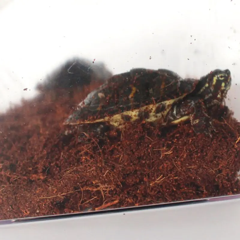 Reptile Brick Coconut Natural Bedding Pad For Amphibians Reptiles Animal Pets Supplies Substrate Safe Wet Warm Snake Turtle Liza 
Reptile Brick Coconut Natural Bedding Pad For Amphibians Reptiles Animal Pets Supplies Substrate Safe Wet Warm Snake Turtle Liza