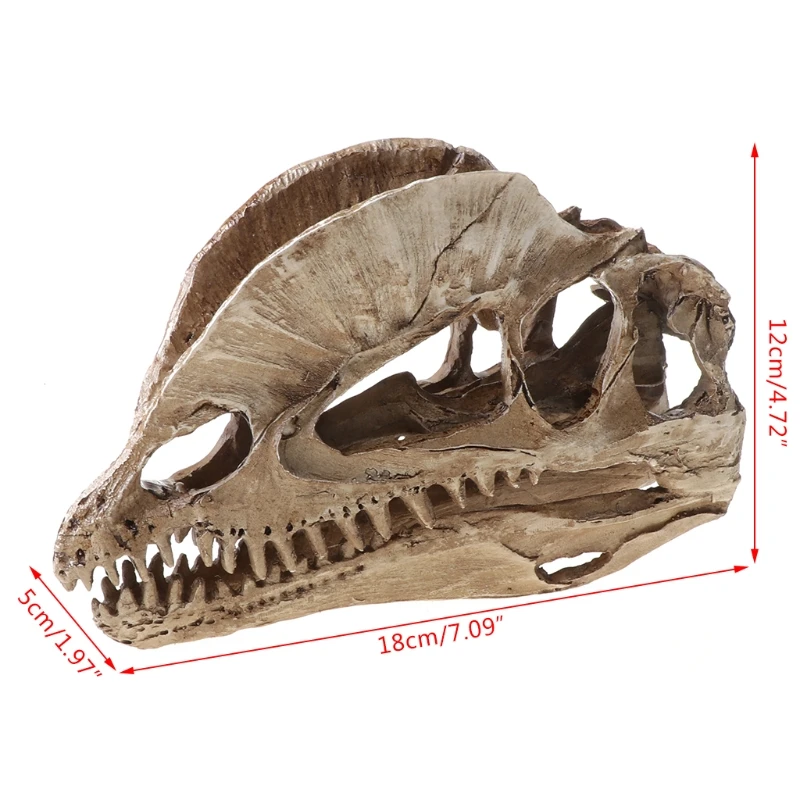 2021 New Dilophosaurus Dinosaur Skull Resin Crafts Skeleton Teaching Model Halloween Home Office Decoration
2021 New Dilophosaurus Dinosaur Skull Resin Crafts Skeleton Teaching Model Halloween Home Office Decoration