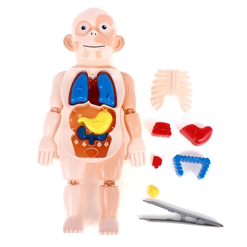 Фото 3D пазл Монтессори модель человеческого тела Детский обучающий орган сборная