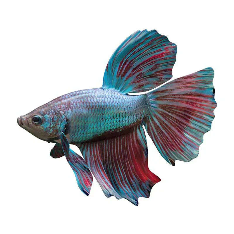 lovely Car Stickers Decor Motorcycle Decals Betta Fish Decorative Accessories Creative Sunscreen Waterproof PVC,13cm*12cm
lovely Car Stickers Decor Motorcycle Decals Betta Fish Decorative Accessories Creative Sunscreen Waterproof PVC,13cm*12cm
