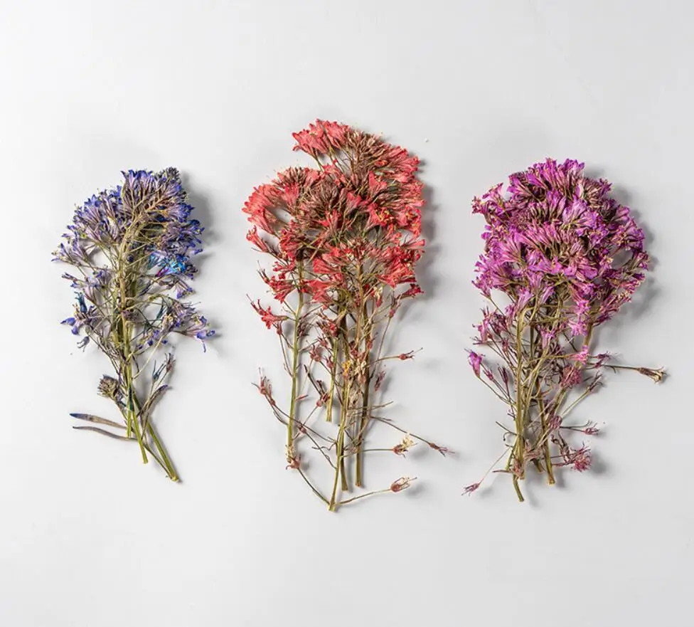 250pcs Pressed Dried Flower Lysimachia candida Lindl Herbarium Epoxy Resin Jewelry Bookmark Phone Case Makeup Nail Art Craft DIY
250pcs Pressed Dried Flower Lysimachia candida Lindl Herbarium Epoxy Resin Jewelry Bookmark Phone Case Makeup Nail Art Craft DIY
