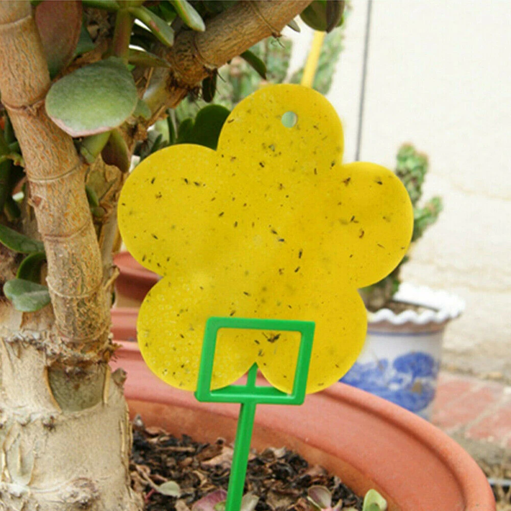 Dual Sided Sticky Trap Insect Killer Whitefly Thrip Fruit Fly Gnat Bracket Insect Stick + Bracket For Pest Control Products
Dual Sided Sticky Trap Insect Killer Whitefly Thrip Fruit Fly Gnat Bracket Insect Stick + Bracket For Pest Control Products