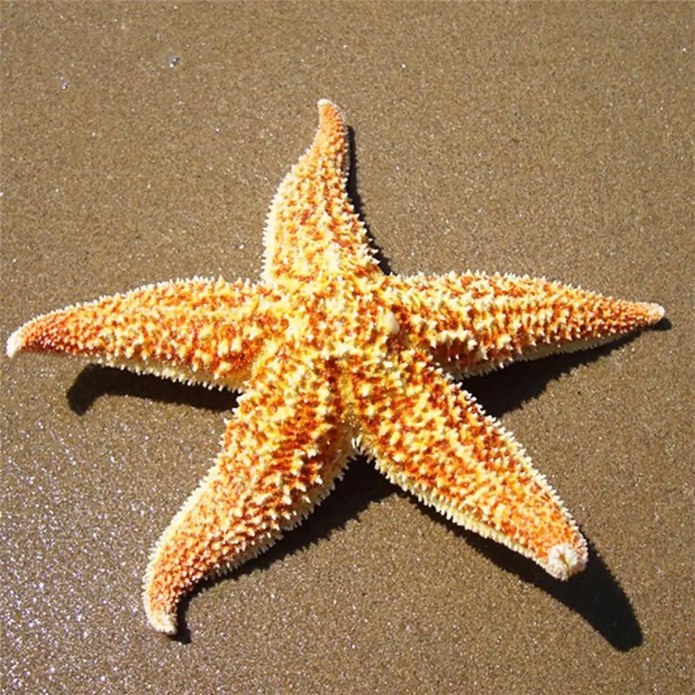 2 pieces of natural starfish shell beach crafts natural starfish DIY beach wedding decoration crafts home decoration epoxy resin
2 pieces of natural starfish shell beach crafts natural starfish DIY beach wedding decoration crafts home decoration epoxy resin