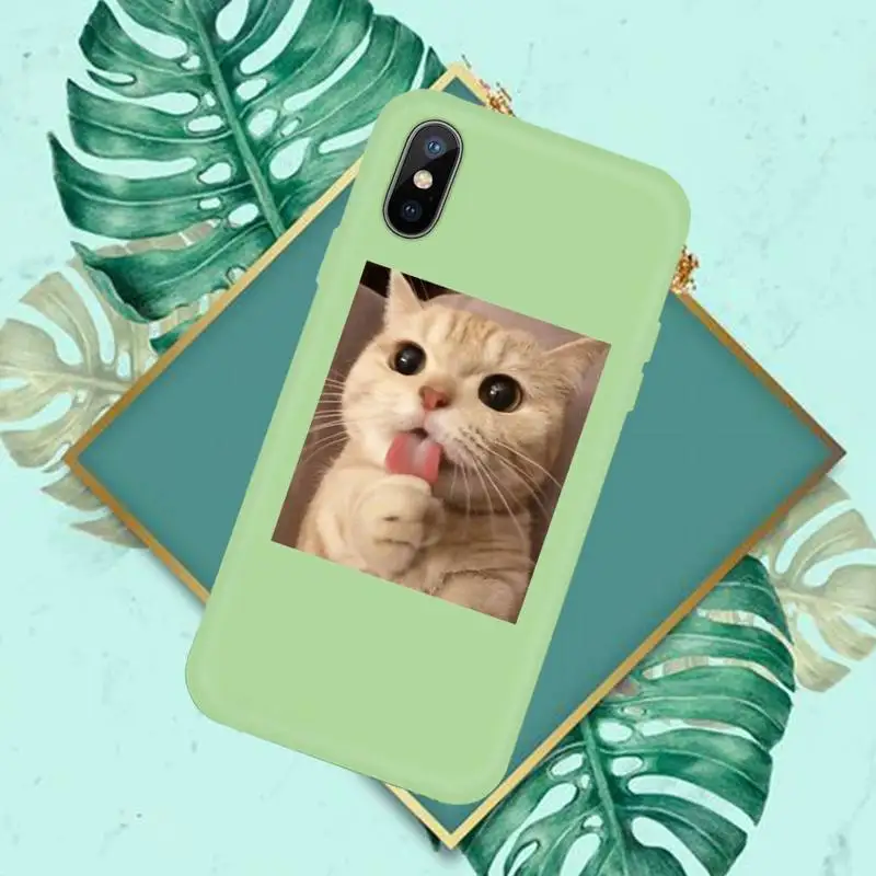 Cute Cat Phone Case Green Candy Color for iPhone 11 12 mini pro XS MAX 8 7 6 6S Plus X SE 2020 XR
Cute Cat Phone Case Green Candy Color for iPhone 11 12 mini pro XS MAX 8 7 6 6S Plus X SE 2020 XR