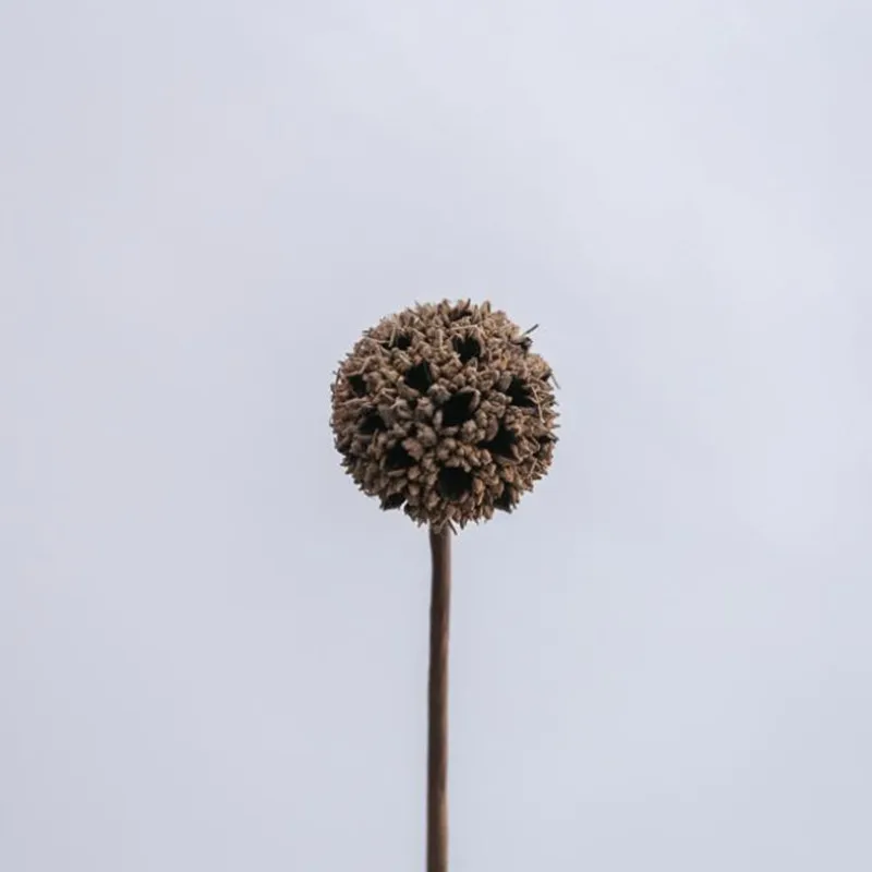 Natural Wild Pine Cones Acorn Handmade Dried Flowers For DIY Bouquet Zen Decoration Furnishings Simple Style Shooting Props
Natural Wild Pine Cones Acorn Handmade Dried Flowers For DIY Bouquet Zen Decoration Furnishings Simple Style Shooting Props