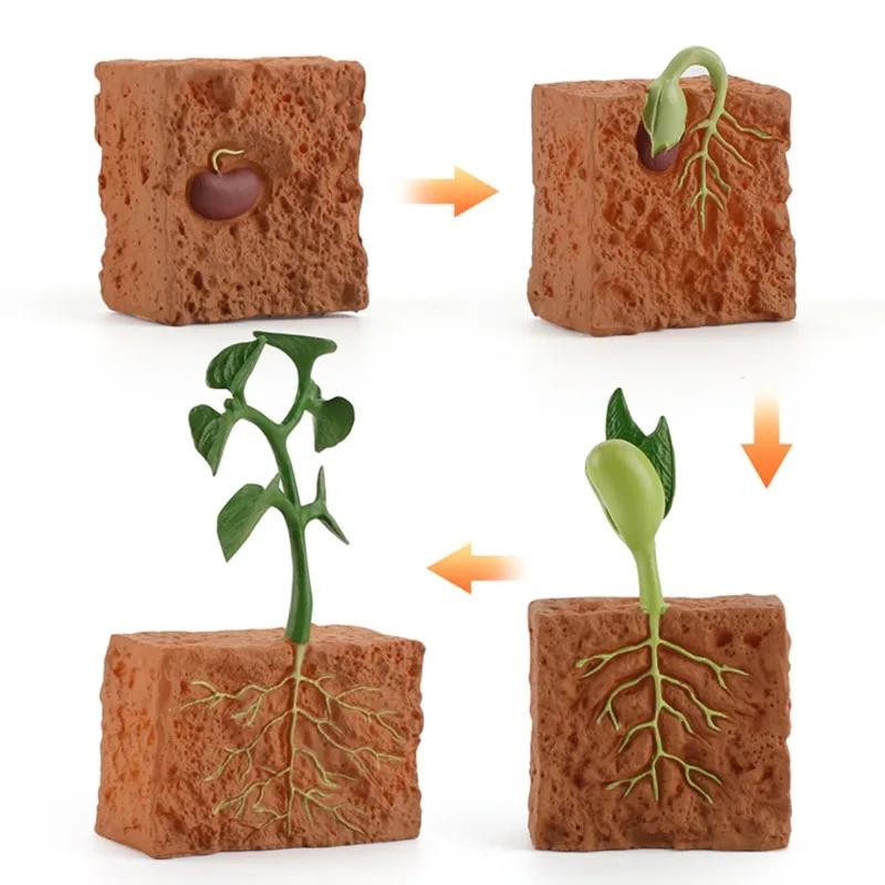 Simulation Life Cycle Of A Green Bean Plant Growth Cycle Model Action Figures Collection Science Educational Toys Children 2021
Simulation Life Cycle Of A Green Bean Plant Growth Cycle Model Action Figures Collection Science Educational Toys Children 2021