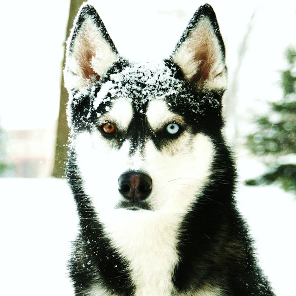 DIY diamond drawing diamond painting Husky dog cross stitch crystal full diamond embroidery plastic crafts
DIY diamond drawing diamond painting Husky dog cross stitch crystal full diamond embroidery plastic crafts