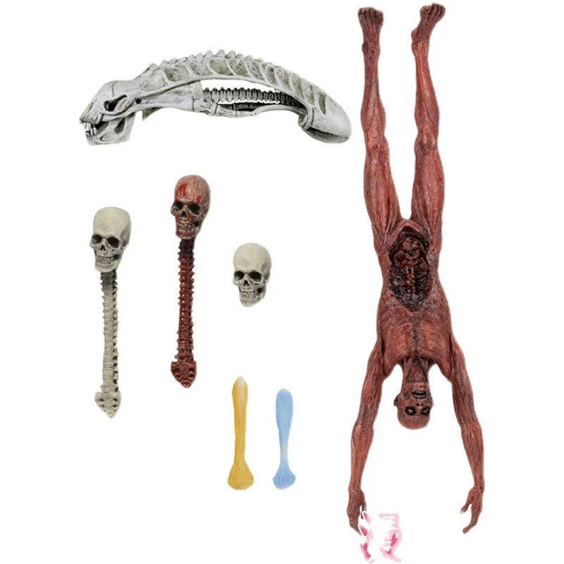 Набор аксессуаров NECA Predator VS Alien посылка Игрушечная модель черепа, украшение
Набор аксессуаров NECA Predator VS Alien посылка Игрушечная модель черепа, украшение