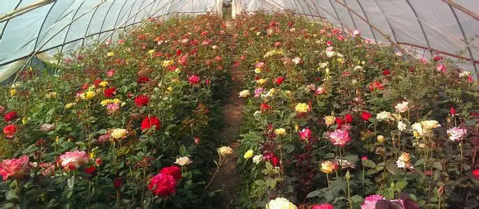 0,5 кг индивидуальный подарок для украшения сада, дома вечерние (смешанные цвета) 
0,5 кг индивидуальный подарок для украшения сада, дома вечерние (смешанные цвета)