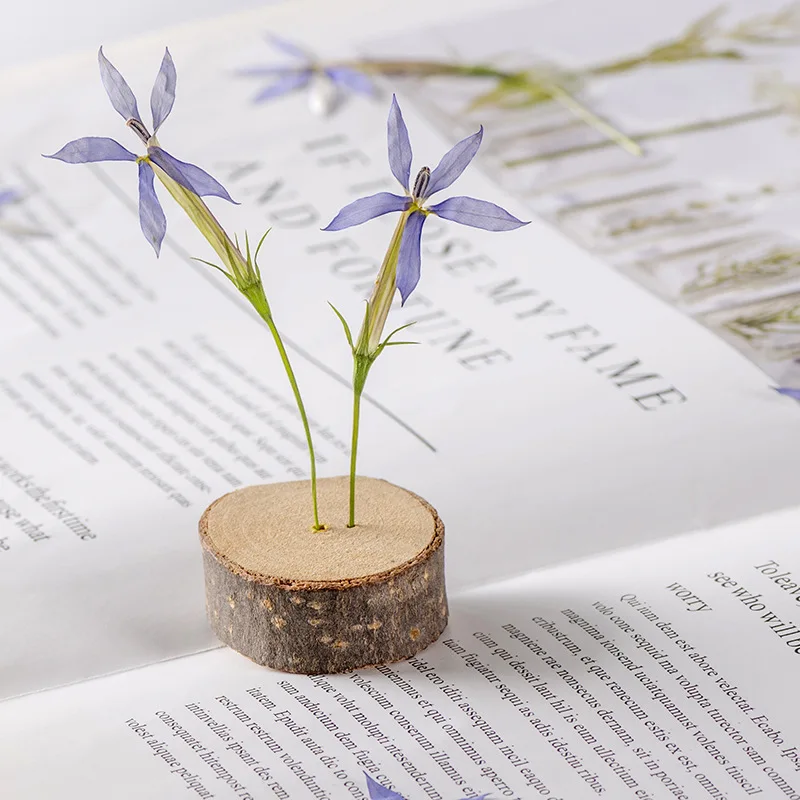 120pcs Pressed Dried Star Flower With Stem Plants Herbarium For Epoxy Jewelry Bookmark Phone Case Makeup Nail Art Craft DIY
120pcs Pressed Dried Star Flower With Stem Plants Herbarium For Epoxy Jewelry Bookmark Phone Case Makeup Nail Art Craft DIY
