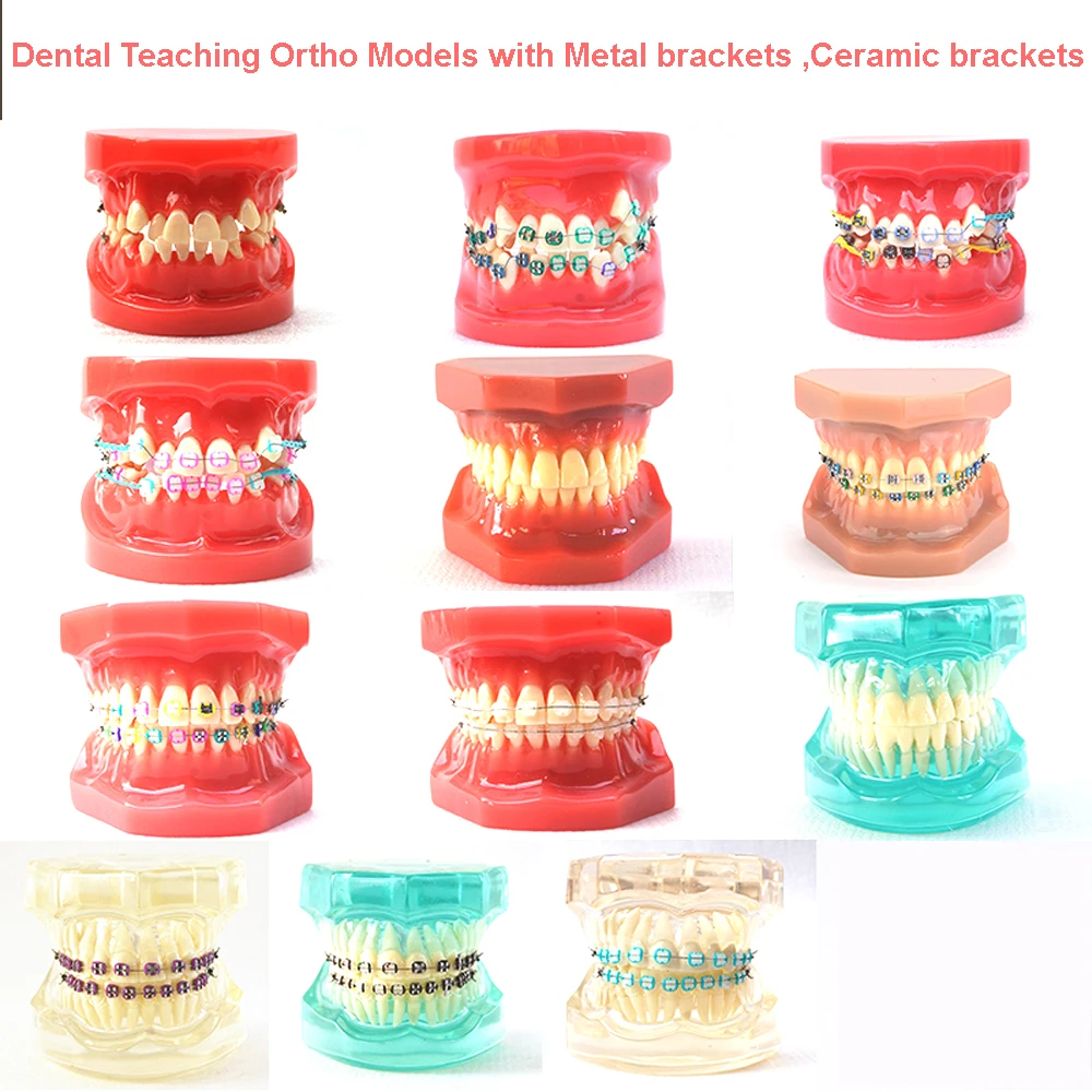 1pc dental teaching study model standard model orthodontic demonstration dental oral model for practising orthodontic study
1pc dental teaching study model standard model orthodontic demonstration dental oral model for practising orthodontic study