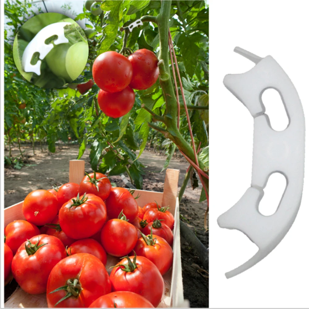 Plant Bender Tomato Fixing Clip Practical Protect The Stalk Light And Convenient Plastic 100pcs Useful 40mm Garden Supplies 
Plant Bender Tomato Fixing Clip Practical Protect The Stalk Light And Convenient Plastic 100pcs Useful 40mm Garden Supplies