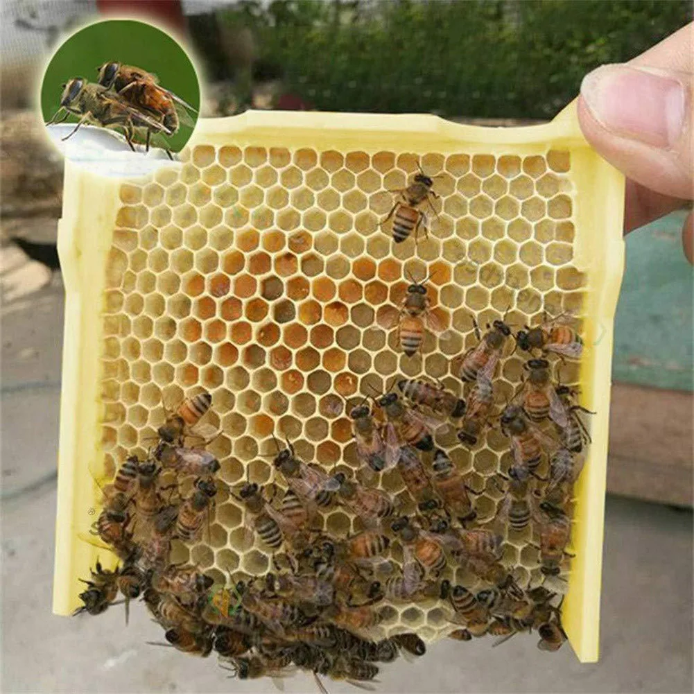 Queen Bee Breeding Breeding Hive Harvest Pollination Bees Hive Box Tools Beekeeping Reserve for Beekeepers Supplies
Queen Bee Breeding Breeding Hive Harvest Pollination Bees Hive Box Tools Beekeeping Reserve for Beekeepers Supplies