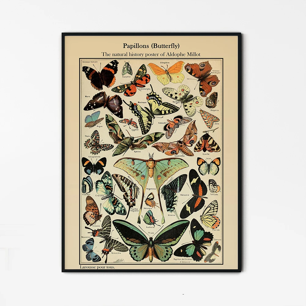 Natural History Poster Vintage Butterfly Canvas Painting Adolphe Millot Print Butterfly Illustration Wall Art Home Decoration
Natural History Poster Vintage Butterfly Canvas Painting Adolphe Millot Print Butterfly Illustration Wall Art Home Decoration