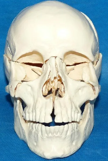 Medical Human Skull Model Skull Bone Assembly Detachable 16 Parts Beauty and Micro Plastic Teaching Skull Medical Teaching Aids
Medical Human Skull Model Skull Bone Assembly Detachable 16 Parts Beauty and Micro Plastic Teaching Skull Medical Teaching Aids