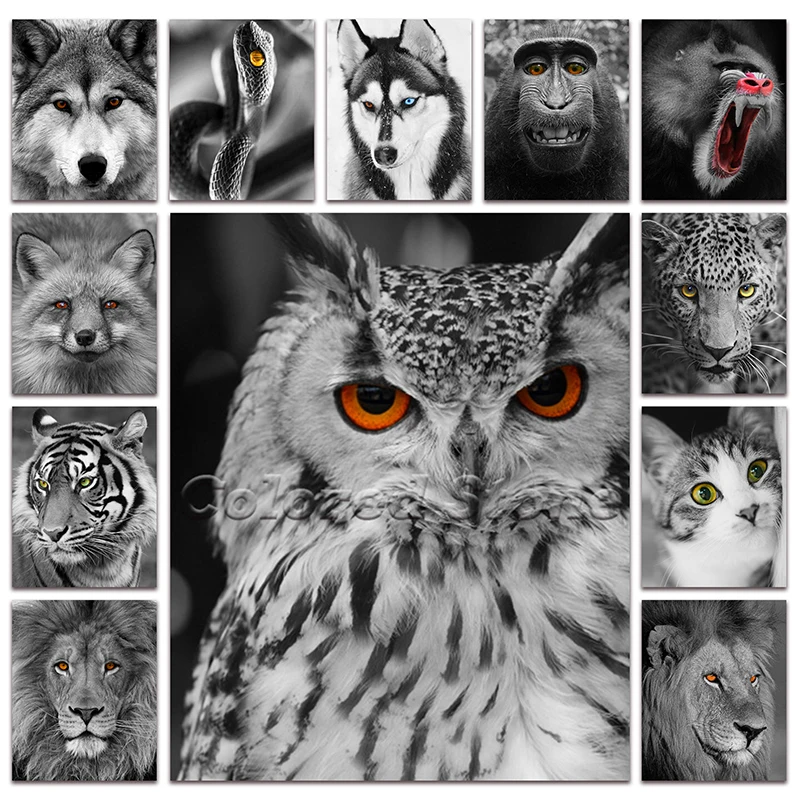 New Full Square Diamond painting embroidery Cross stitch Black white animal Wolf snake dog monkey fox owl leopard tiger cat lion
New Full Square Diamond painting embroidery Cross stitch Black white animal Wolf snake dog monkey fox owl leopard tiger cat lion