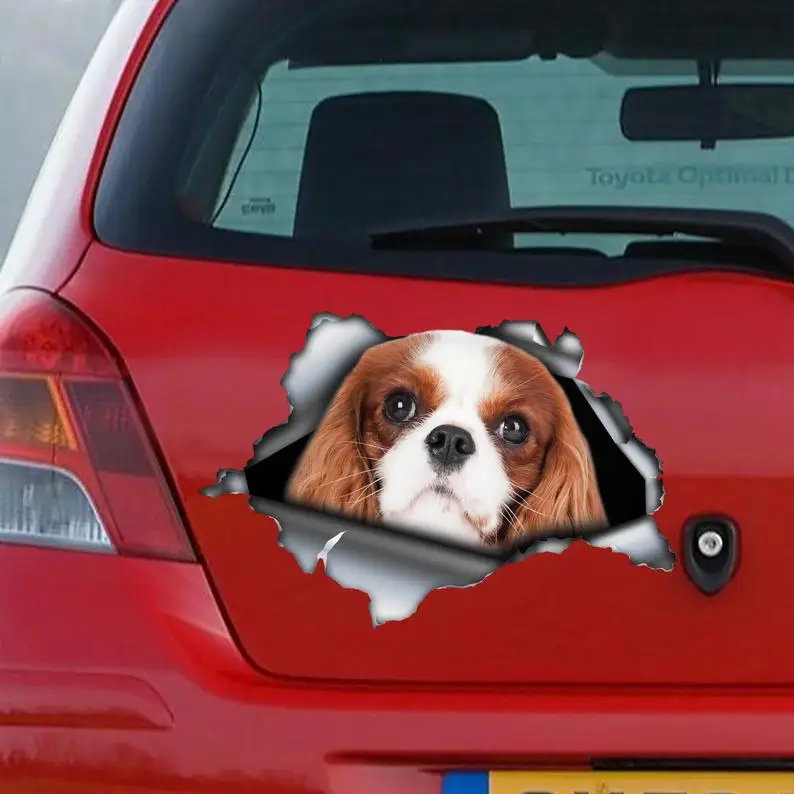 2021 Red Cavalier King car decal, Red Cavalier King magnet, cavalier King Charles car sticker, pet decal
2021 Red Cavalier King car decal, Red Cavalier King magnet, cavalier King Charles car sticker, pet decal