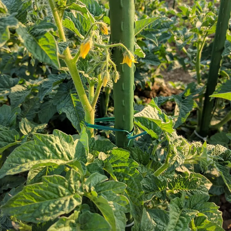 100pcs Green Gardening Vine Climbing Plants Cable Tie Lines Plant Brackets Parts Bonsai Flower Cucumber Grape Rattan Supports
100pcs Green Gardening Vine Climbing Plants Cable Tie Lines Plant Brackets Parts Bonsai Flower Cucumber Grape Rattan Supports