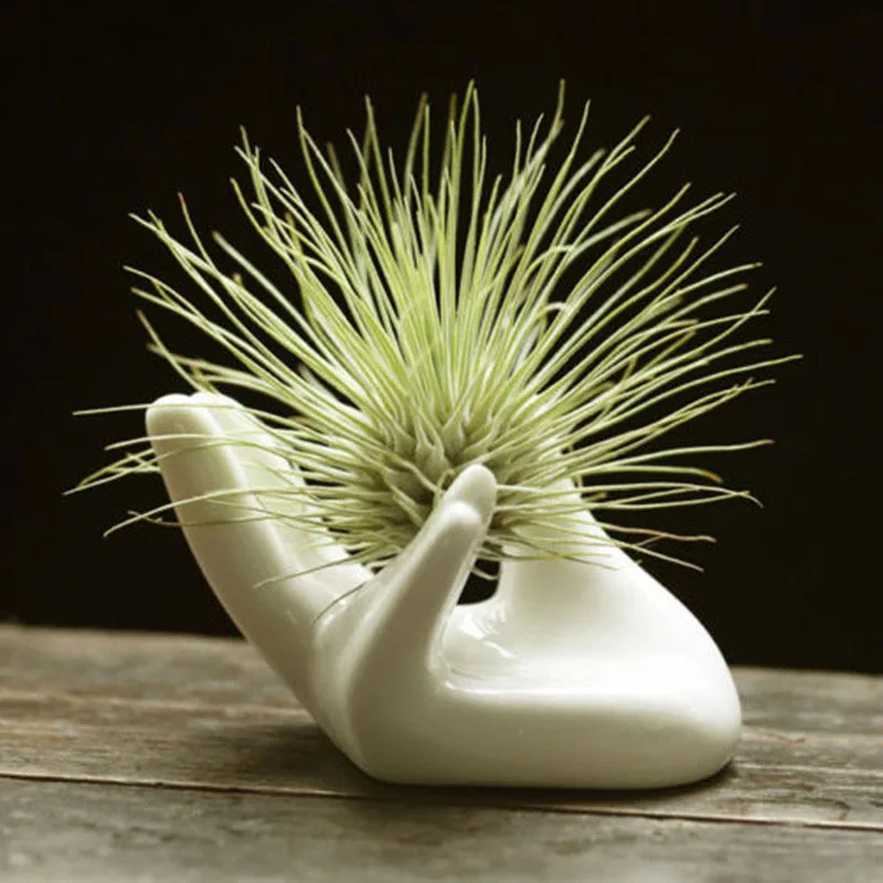 8x5x4.7cm Porcelain Ceramic Air Plant Tillandsia Holder Flower Office Desk Decor Chic Home Decoration 45g
8x5x4.7cm Porcelain Ceramic Air Plant Tillandsia Holder Flower Office Desk Decor Chic Home Decoration 45g
