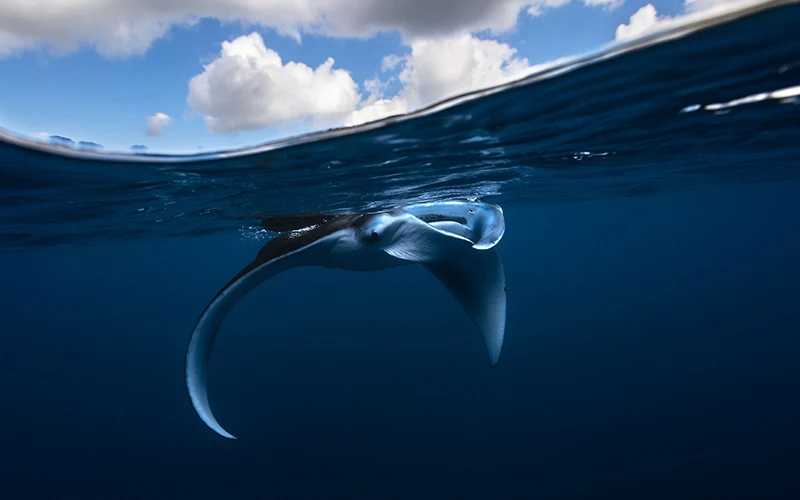 Эмалированная булавка Manta Ray брошь в виде морских животных волнистый дьявол рыба